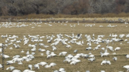 Snow Goose Lands Among Flock of Hundreds in Field photo