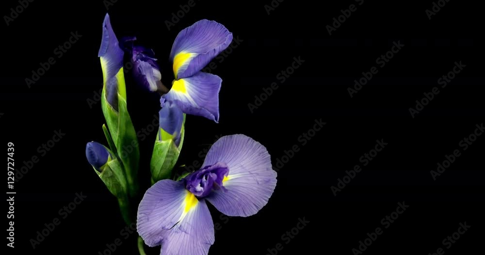 Iris Flowers Blooming. Studio Isolated on a Black Background. Iris Flowers Blooming. Studio Isolated on a Black Background.