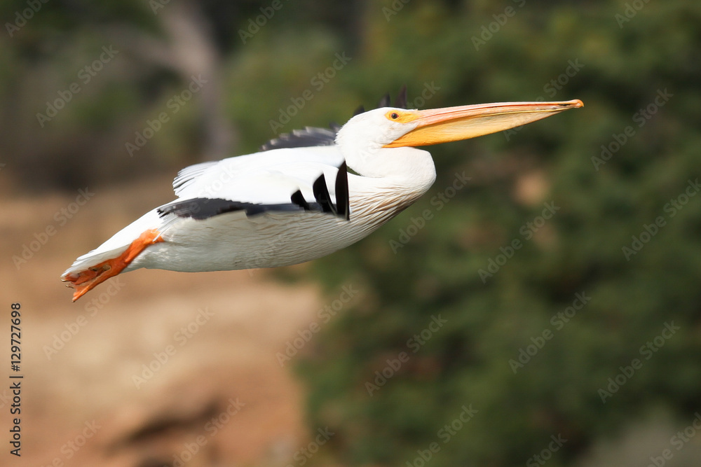 Obraz premium American white pelican