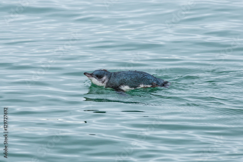 Swimming little blue penguin, rare endemic bird of New Zealand