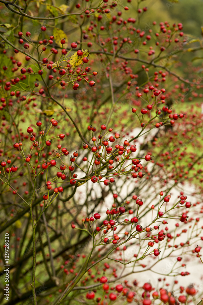 tree with red berries: Pyracantha - firethorn. Pyracantha branch with berry-like pomes