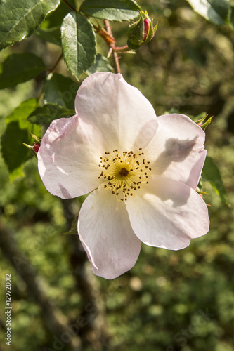 Close up of a light pink flower  rose