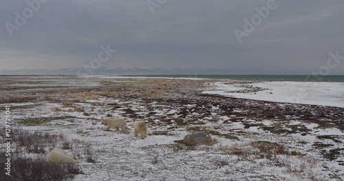 Wide two polar bears spar and tussle while third sleeps on snowy coast of sea