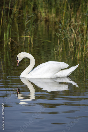Swan swimming on a lake with reflection on water
