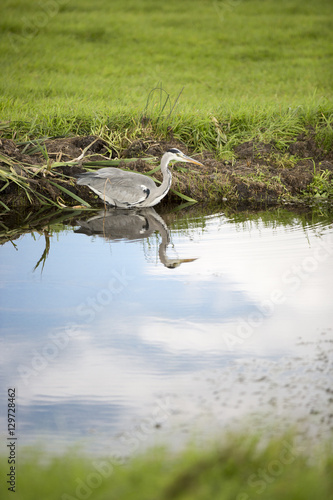 Grey heron by a canal reflecting in water