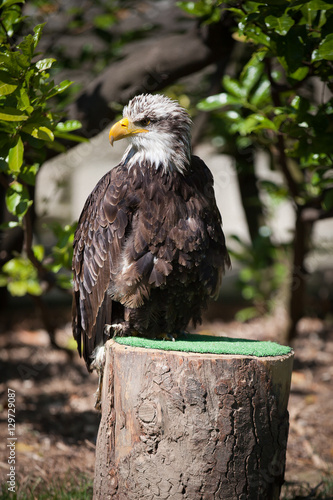 Falconery Bird of prey, bald eagle photo