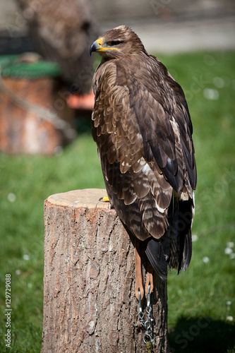 Falconery Bird of prey, hawk