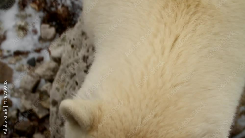 Wild polar bear looking straight up towards camera, close up Wild polar bear looking straight up towards camera, close up