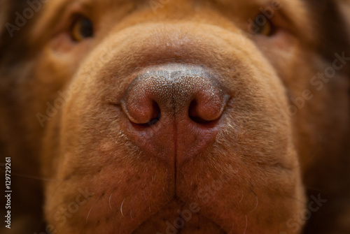 Muzzle of red dog and big nose