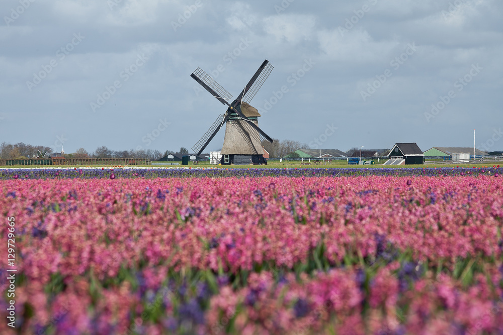 Spring in the Netherlands, pink tulips field with a windmill in the background