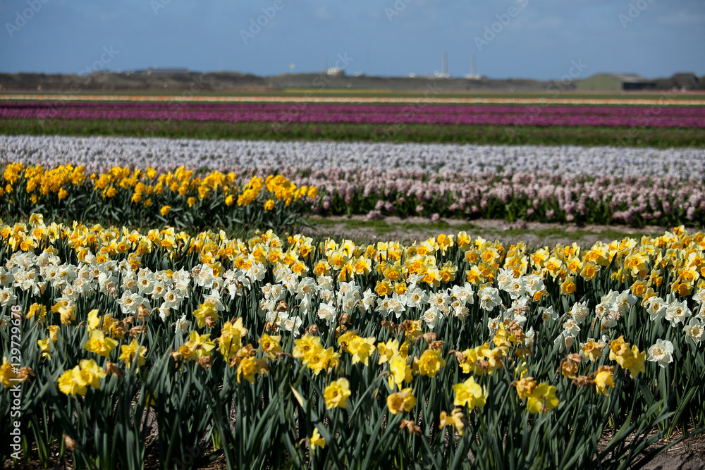 Spring in the Netherlands, multicolor tulip field