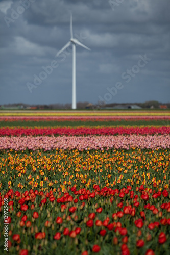 Spring in the Netherlands, multicolor tulip field with a windmill in the background
