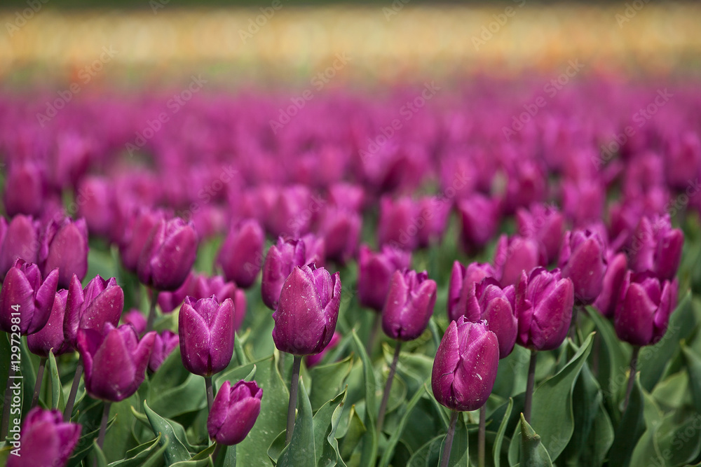 Spring in the Netherlands, pink tulips field Spring in the Netherlands, pink tulips field