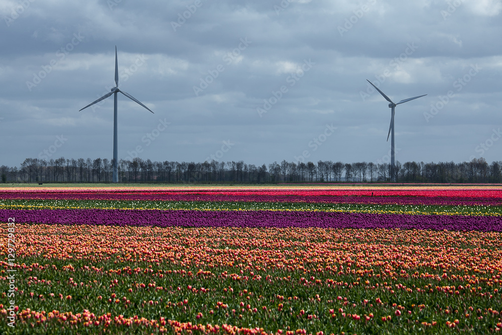 Spring in the Netherlands, Dutch landscape with multicolor tulip field, windmill, blue sky with clouds