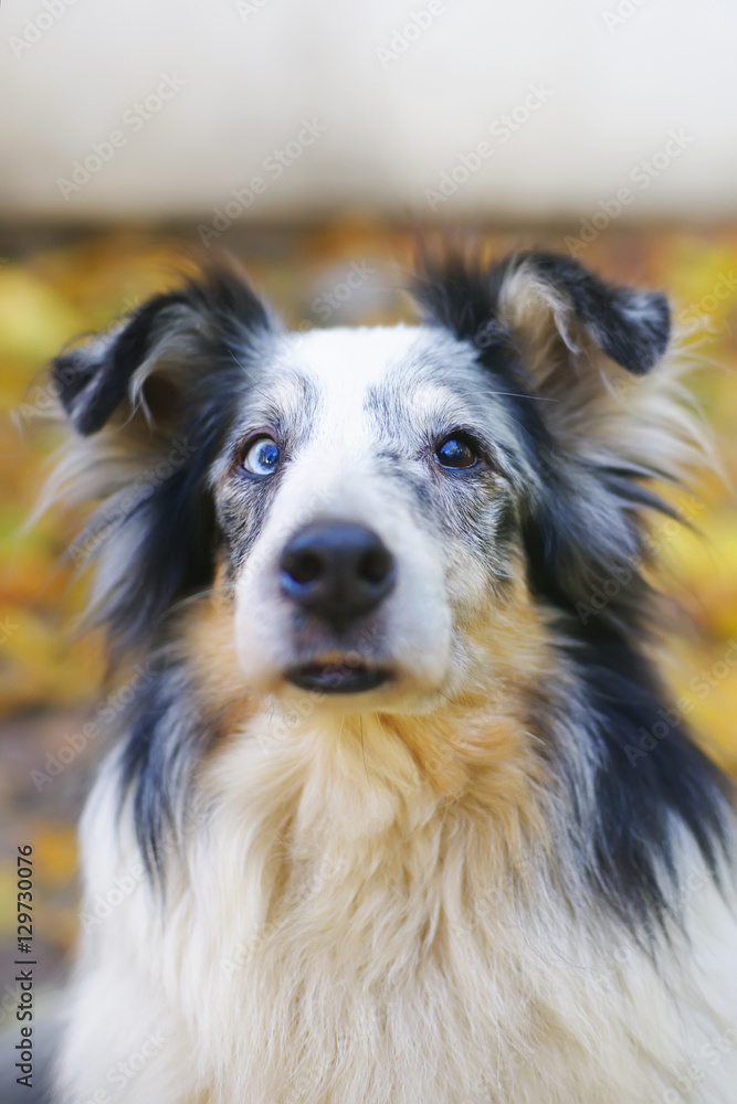 The portrait of a blue merle Sheltie dog with different eyes sitting outdoors in autumn