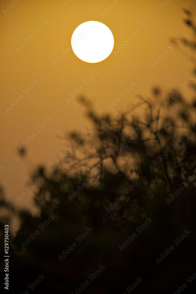 Silhouette of tree in the sunset, Sine Saloum, Senegal Silhouette of tree in the sunset, Sine Saloum, Senegal