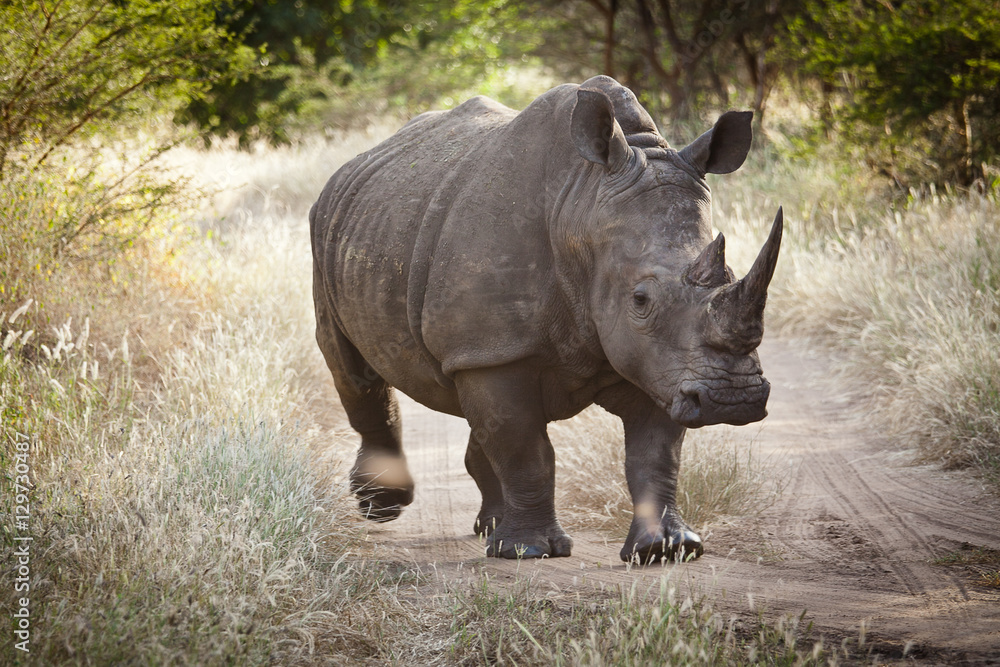 Rhinoceros, Bandia nature reserve, Senegal Rhinoceros, Bandia nature reserve, Senegal