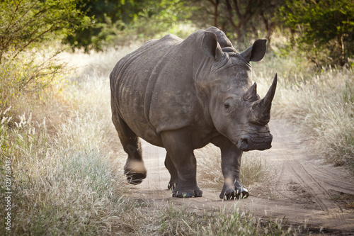 Rhinoceros  Bandia nature reserve  Senegal