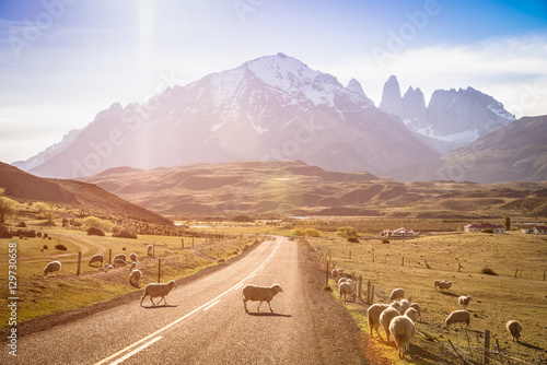 Sheeps herd grazing at sheepfarm on the road to Torres del Paine in Patagonia chilena - Travel wanderlust concept with nature wonder in Chile south america - Warm saturated filter on enhance sunflare photo