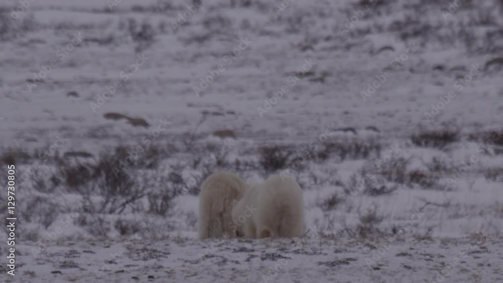 Polar bear and cub walk behind snowy berm Polar bear and cub walk behind snowy berm