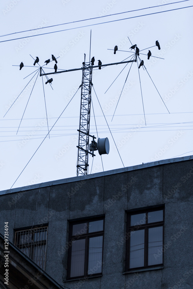 Silhouette of crows perched on a TV antenna Silhouette of crows perched on a TV antenna