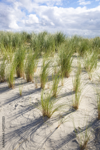 seaside landscape with sand dunes with grass , Ameland Island, The Netherlands