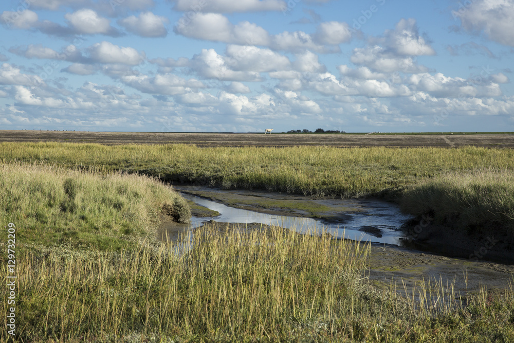 Maritime landscape with heathland, blue sky and cloud, Waddenzee, Friesland, The Netherlands
