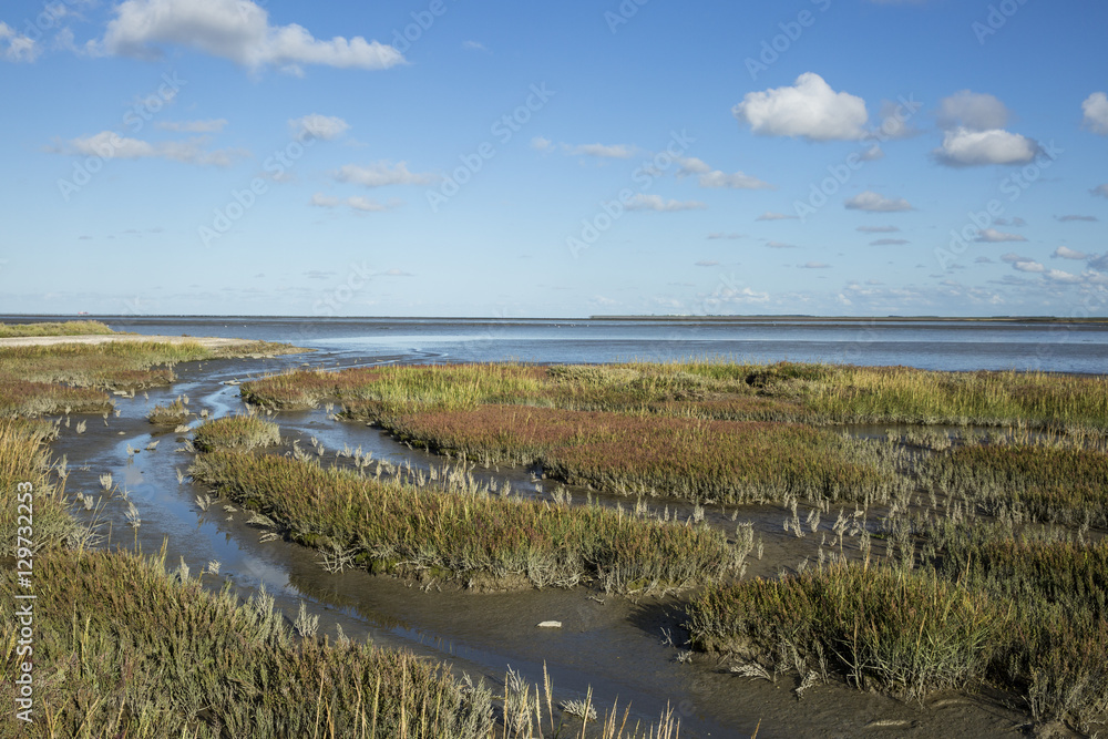 Obraz premium Maritime landscape with heathland, blue sky and cloud, Waddenzee, Friesland, The Netherlands
