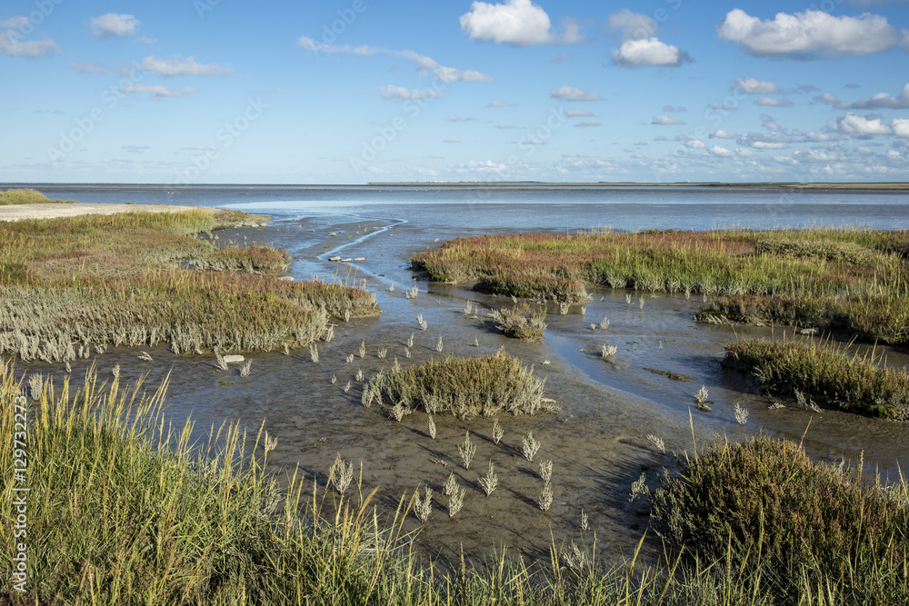 Maritime landscape with heathland, blue sky and cloud, Waddenzee, Friesland, The Netherlands