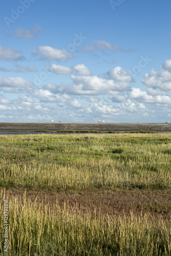 Maritime landscape with heathland  blue sky and cloud  Waddenzee  Friesland  The Netherlands
