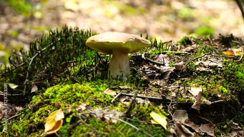 Wallpaper Mural The edible boletus mushroom in a beautiful green moss. among the wild forest. Torontodigital.ca