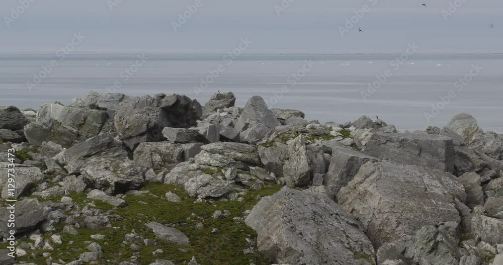 Pan of birds over jumbled boulders on arctic coast Pan of birds over jumbled boulders on arctic coast