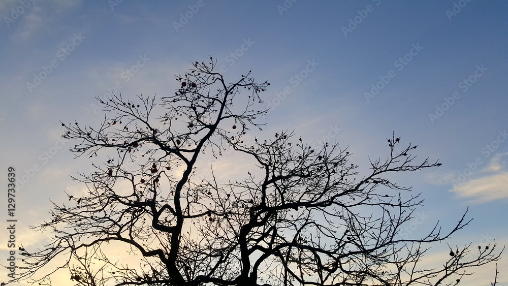 The persimmon tree The persimmon tree