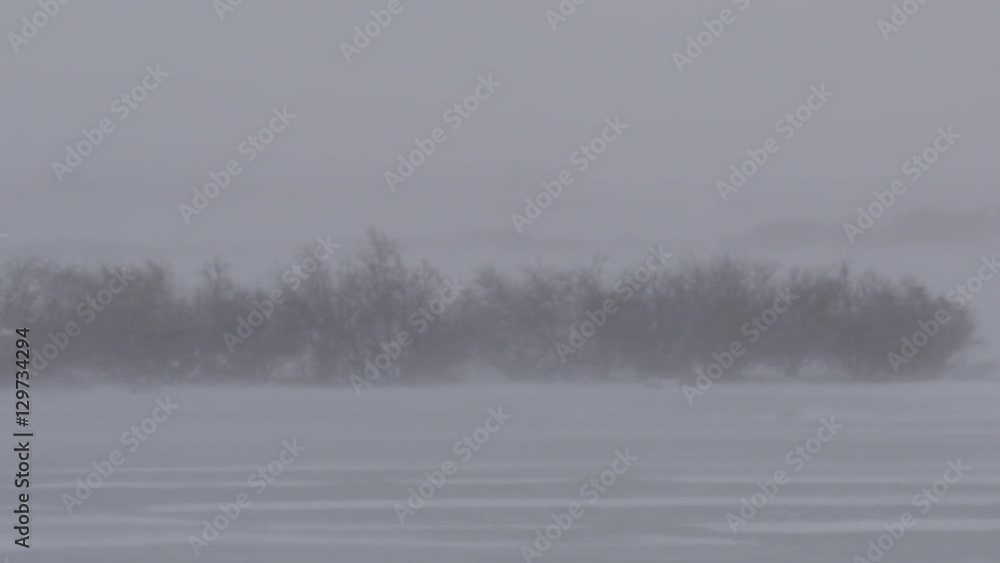Scenic blizzard winds buffet copse of willows in tundra Scenic blizzard winds buffet copse of willows in tundra