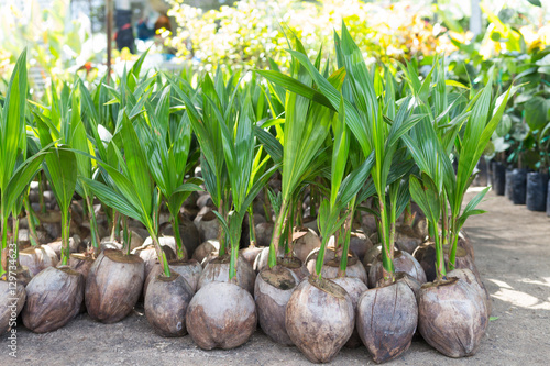 Many of sapling coconuts,Coconuts seedlings ready for planting i