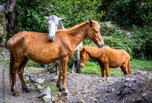 Horse Family