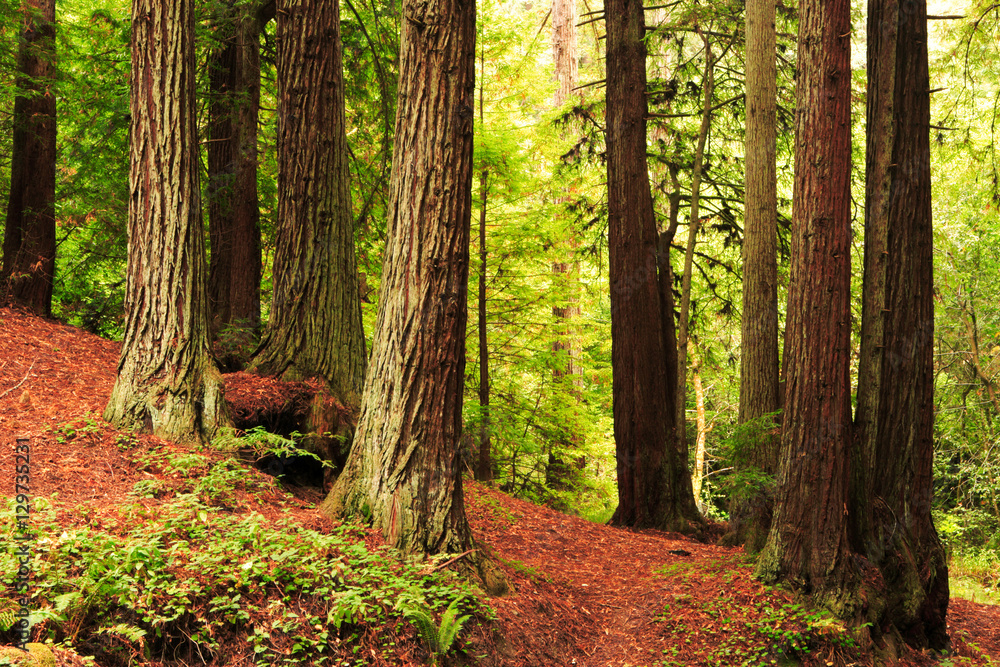 Obraz premium Muir Woods