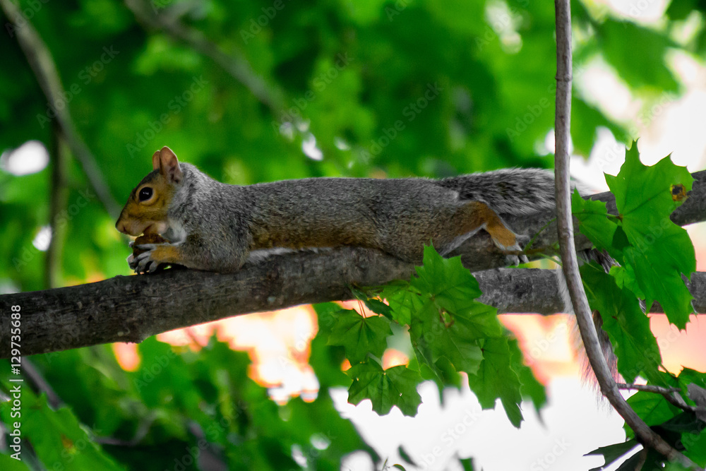 Fototapeta premium squirrel with a nut