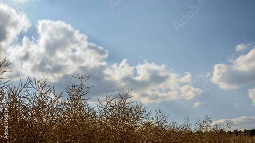 Clouds and wheat on a sunny day 4K
