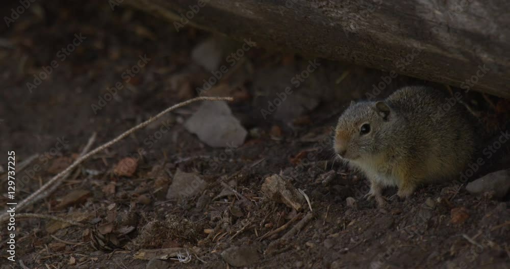 Small ground squirrel emerges from log close up Small ground squirrel emerges from log close up