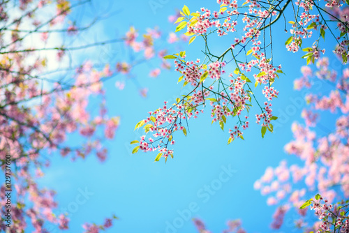 Spring Pink Cherry Blossoms in Blue Sky , sakura flowers