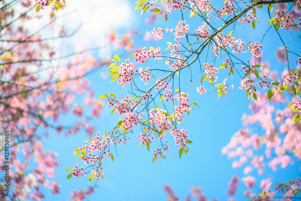 Spring Pink Cherry Blossoms in Blue Sky , sakura flowers Spring Pink Cherry Blossoms in Blue Sky , sakura flowers