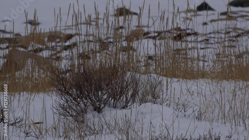 Wallpaper Mural White arctic fox creeps through snow and grass searching for voles Torontodigital.ca