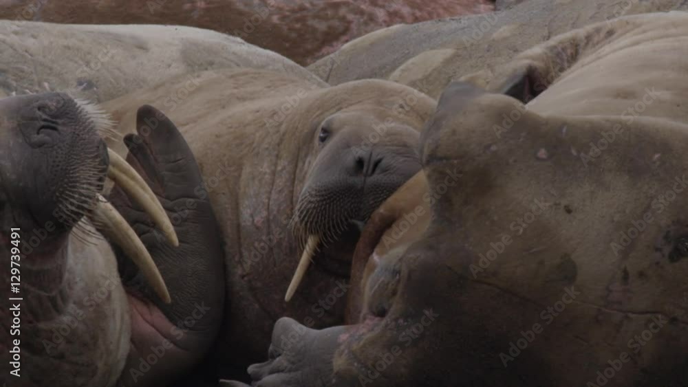 Slow motion - sleepy walrus scratches self with flipper Slow motion - sleepy walrus scratches self with flipper