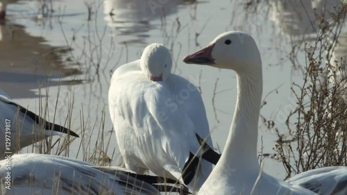 Snow Goose Gabbles While Friend Sleeps in Marsh photo