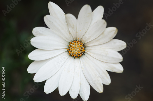 White flower with blurry background