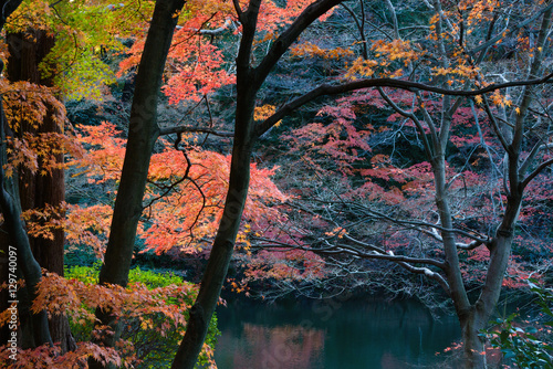 Fototapeta Naklejka Na Ścianę i Meble -  日本庭園の楓