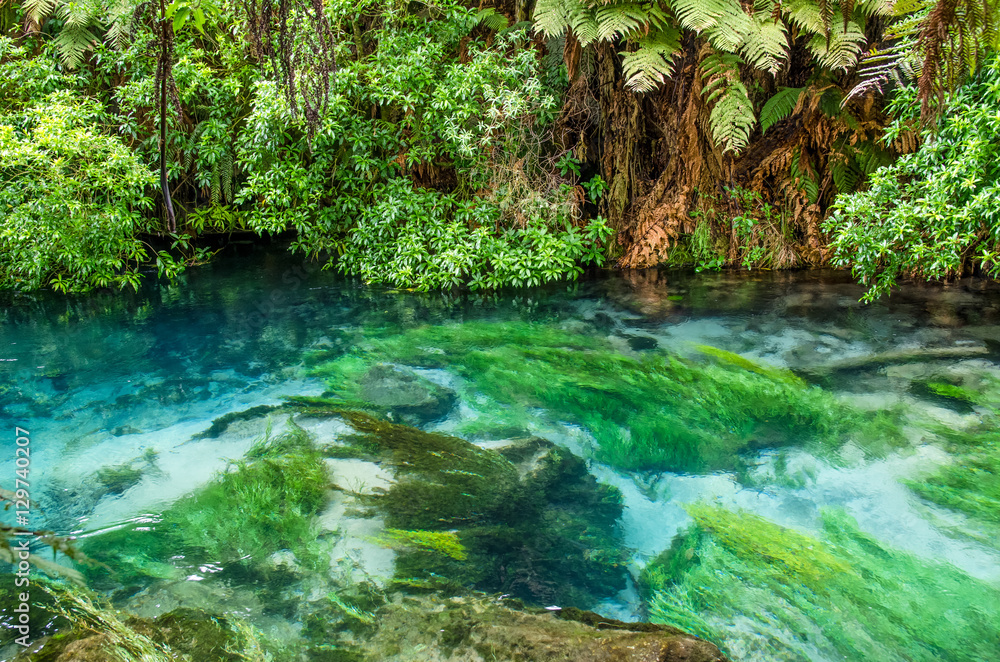 Naklejka premium Blue Spring which is located at Te Waihou Walkway,Hamilton New Zealand. It internationally acclaimed supplies around 70% of New Zealand's bottled water because of the pure water.