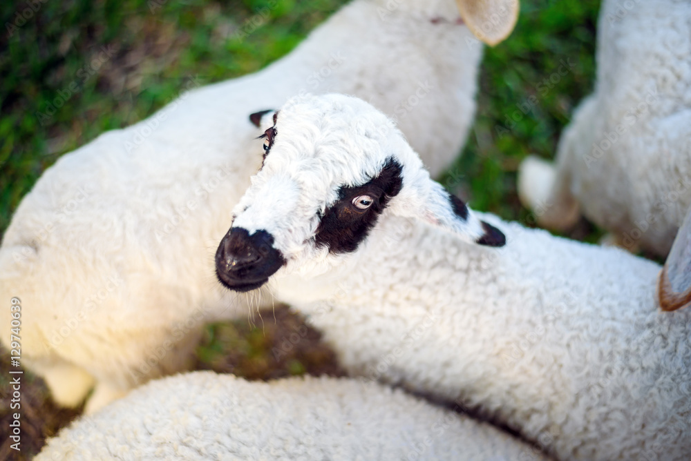Obraz premium Sheeps in a meadow