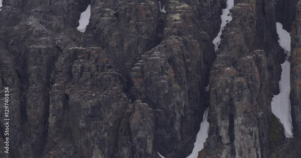 Ledges Covered in Birds Nests on an Arctic Cliff Ledges Covered in Birds Nests on an Arctic Cliff